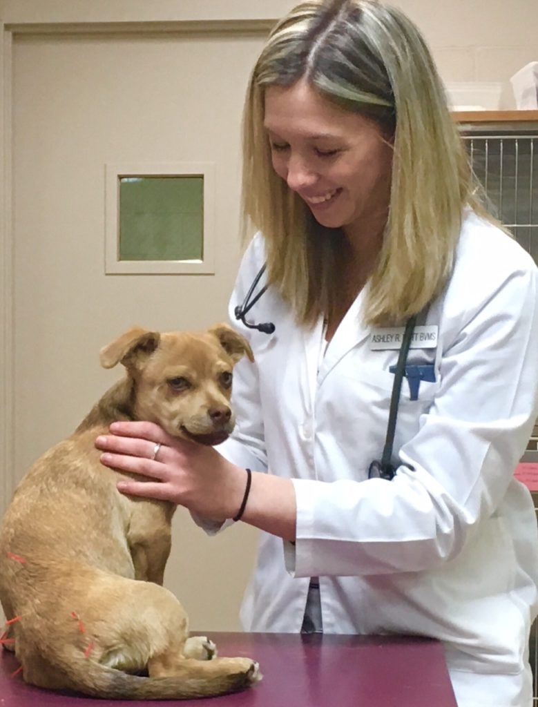 Dr. Ashley Mott examining a dog