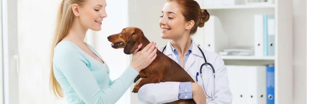 dog with the owner and veterinarian