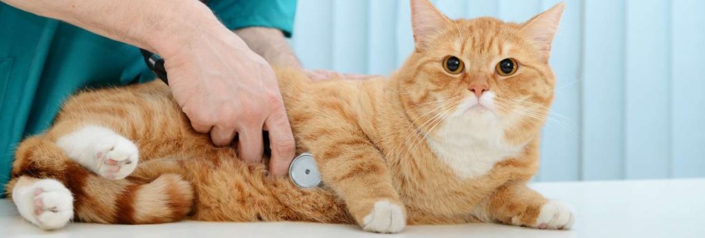 orange tiger cat being examined