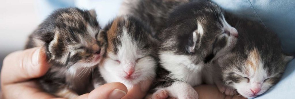 newborn kittens in a person's hand
