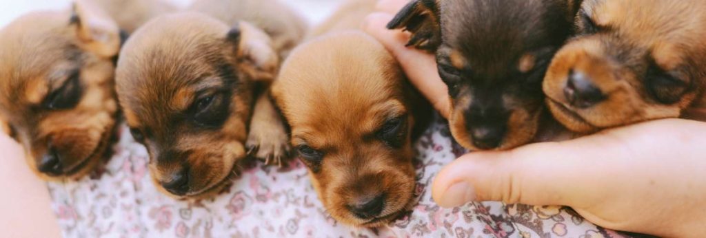 brown puppies