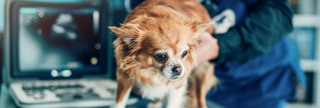 small brown dog is receiving ultrasound